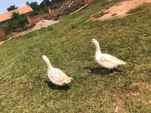 Pure White Geese for Sale
