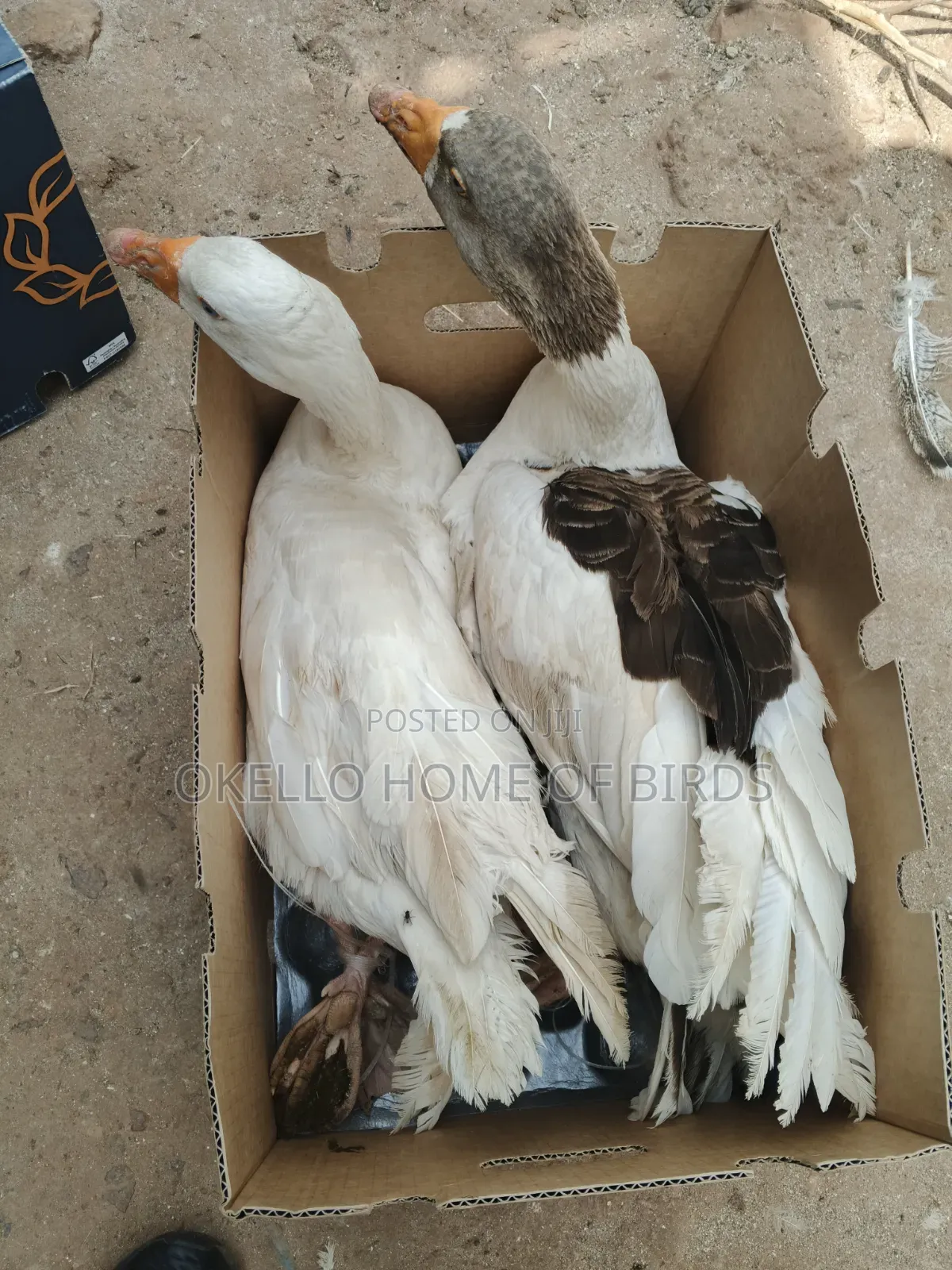 Apair for Sale