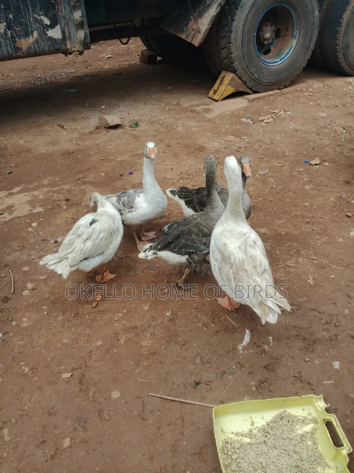 5 Birds 3 Females and 2 Males for Sale