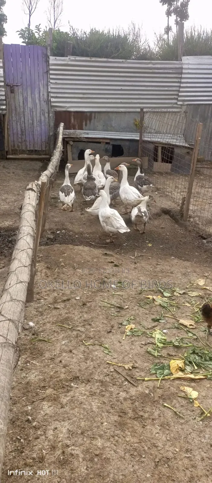 10 Mature Geese in Pairs for Sale
