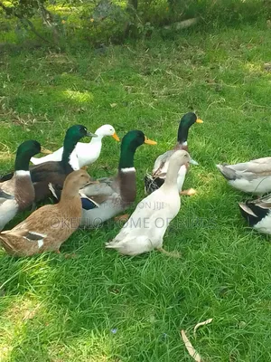 Rouen Ducks for Sale