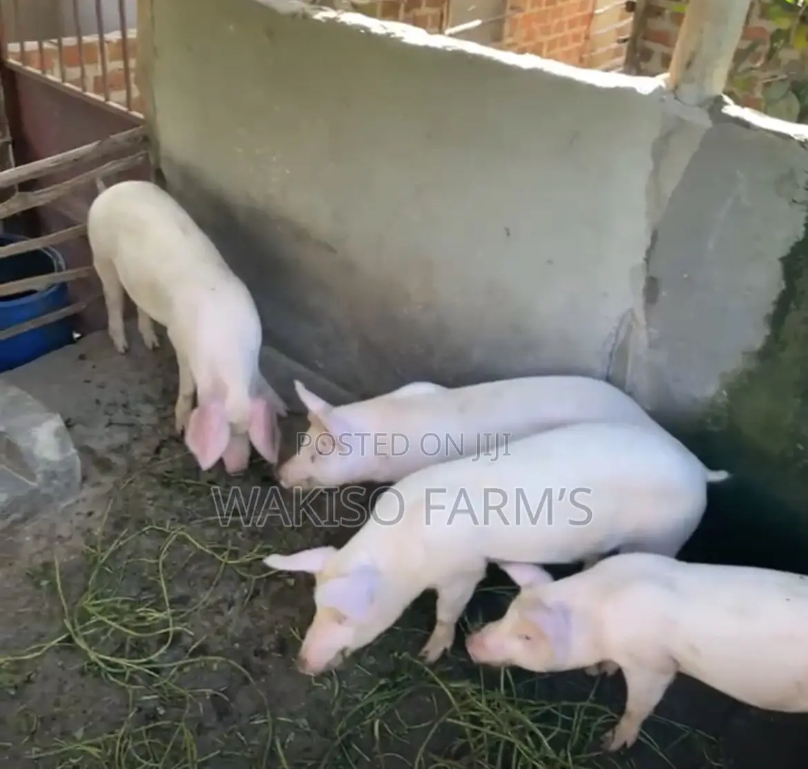 Piggery Farming