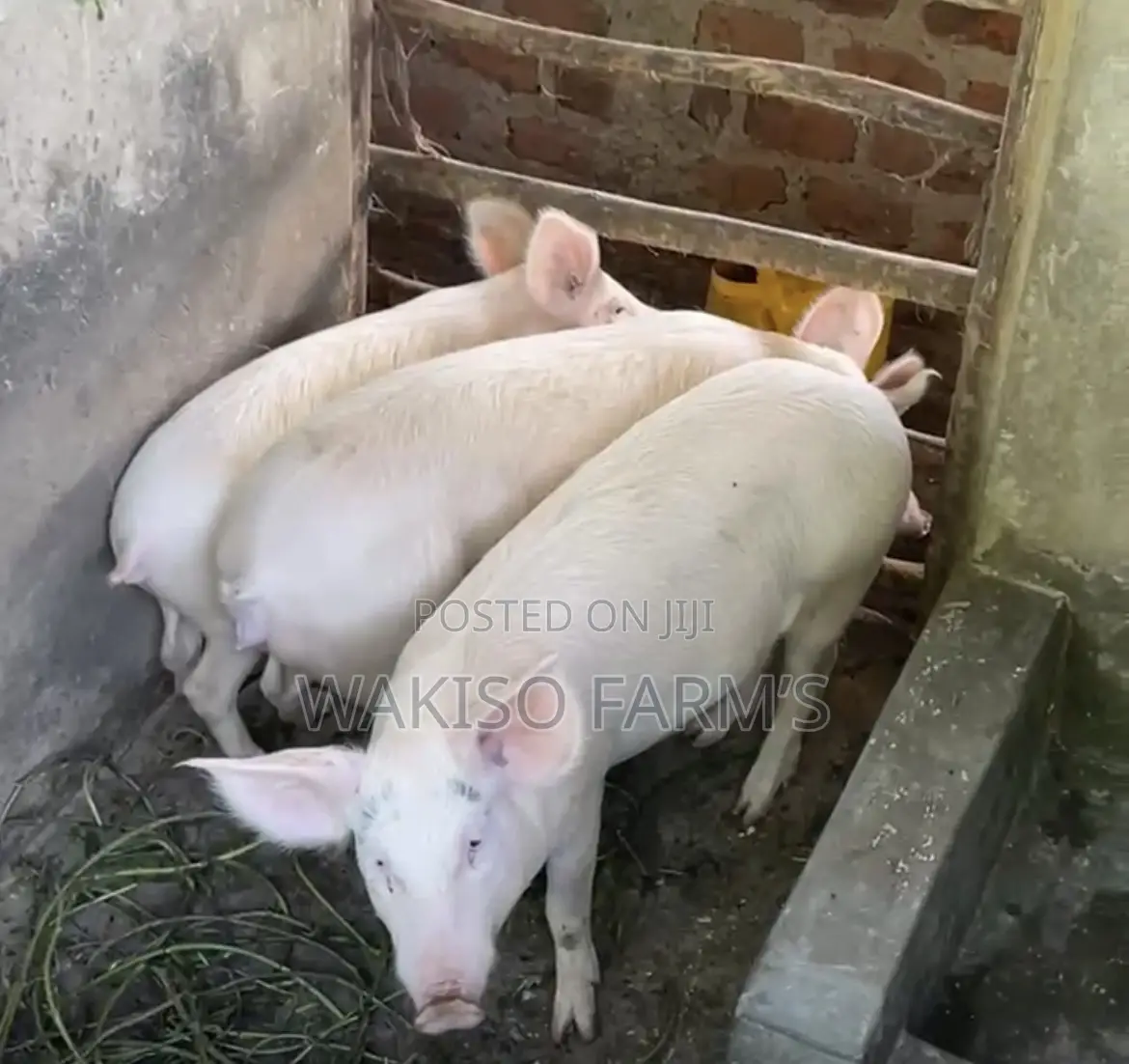 Piggery Farming