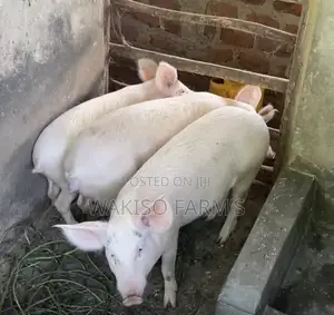 Piggery Farming