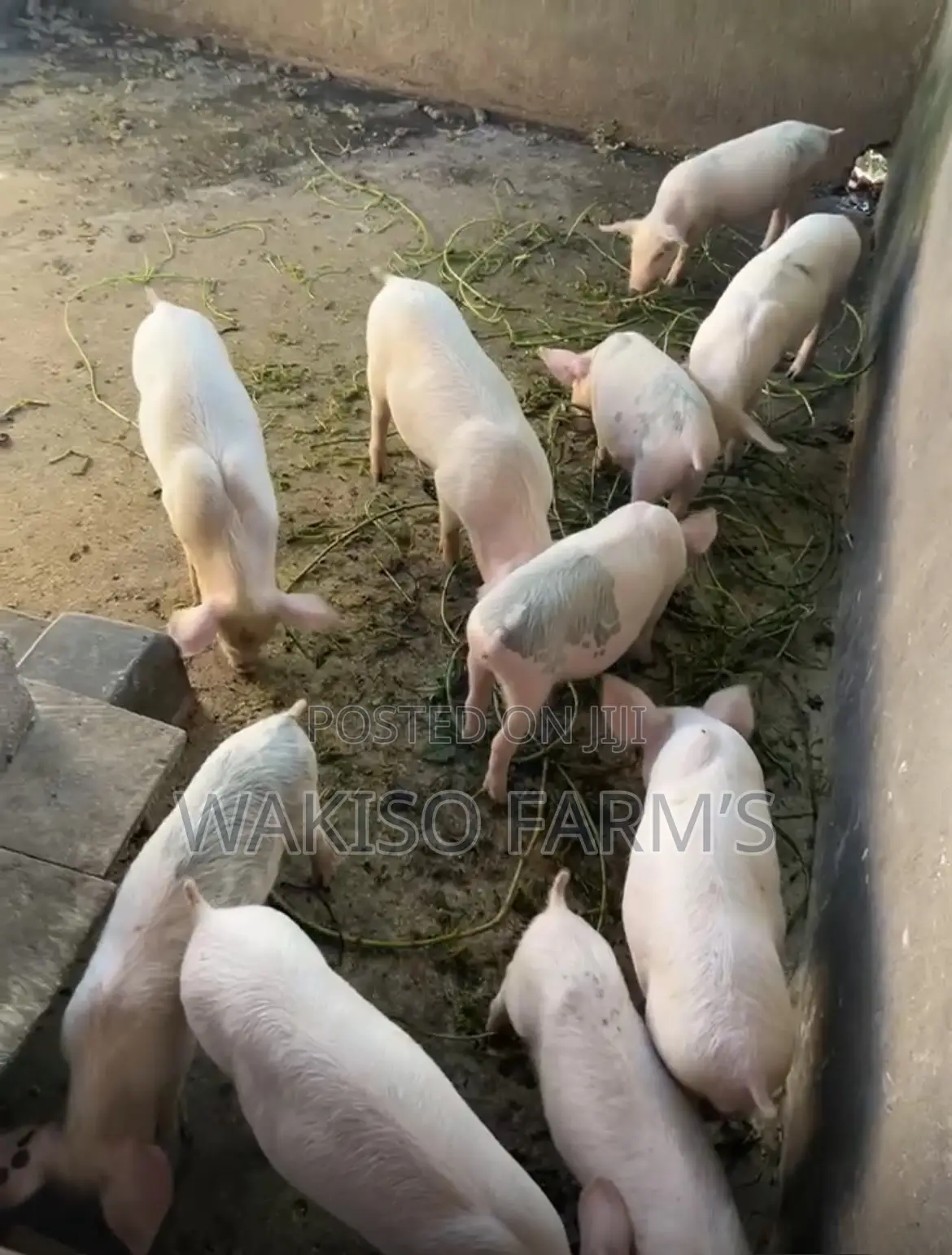 Piggery Farming