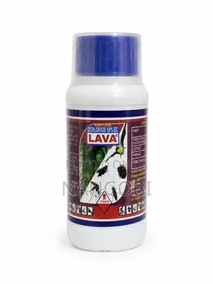 Lava Dicholovors