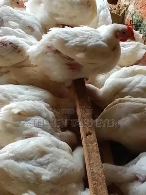 Mature Broilers