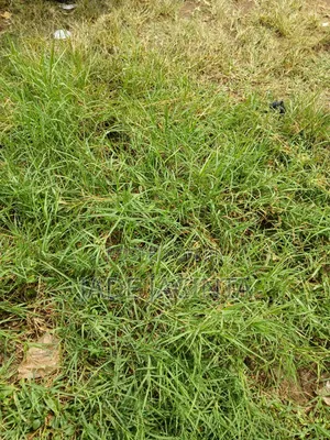 1000+ Acres for Sale in Teso