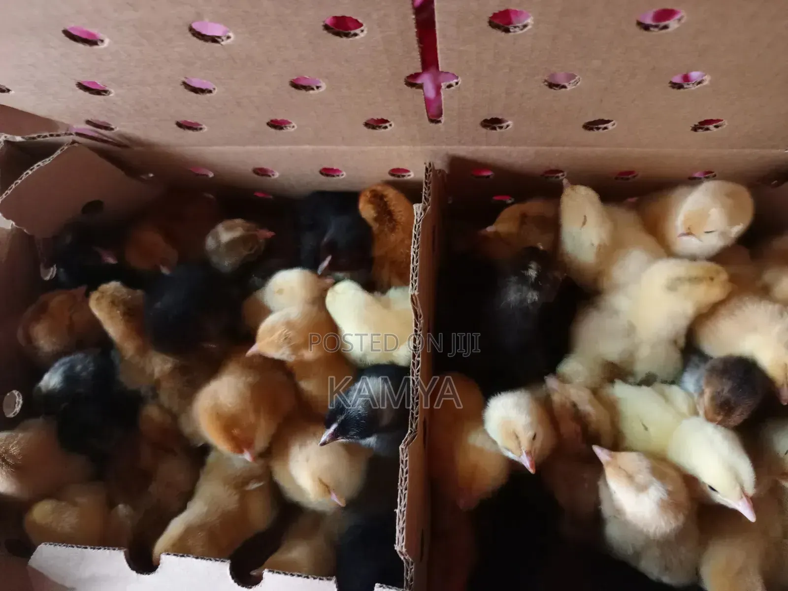 Tomk Poultry Breeders