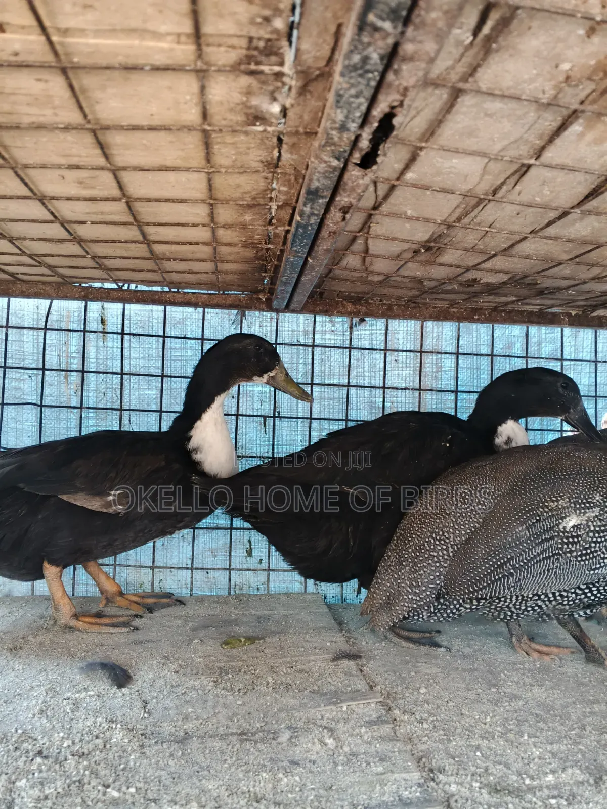 Black Swedish Ducks for Sale