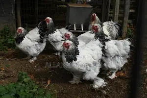 Brahma Chicken