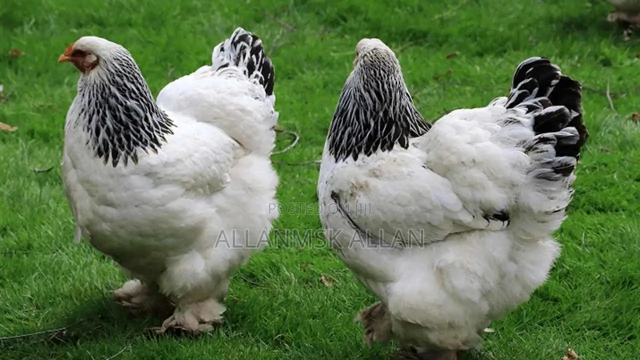 Brahma Chicken