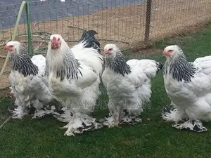 Brahma Chicken