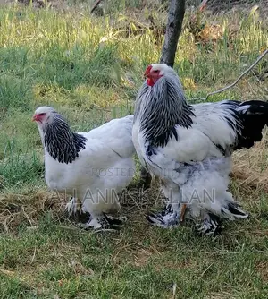 Brahma Chicken
