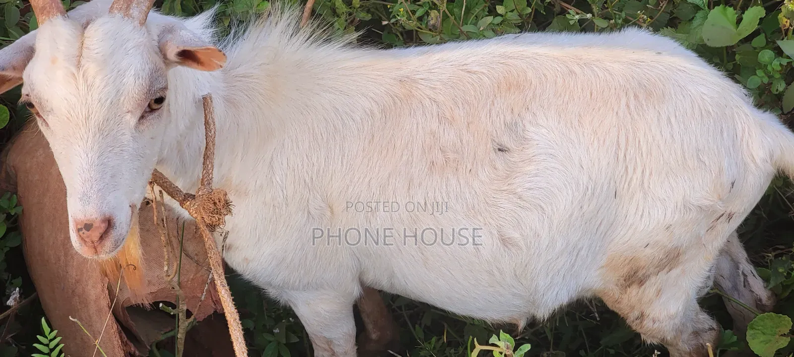 Embuzi White Goats Are Available for Slaughter, Ceremonies and Farm
