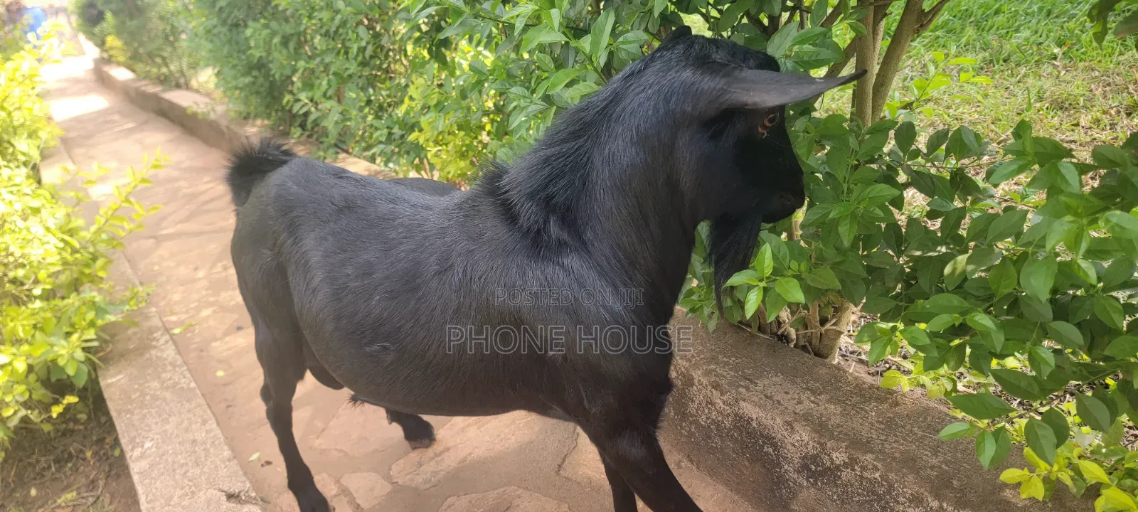 Embuzi White Goats Are Available for Slaughter, Ceremonies and Farm