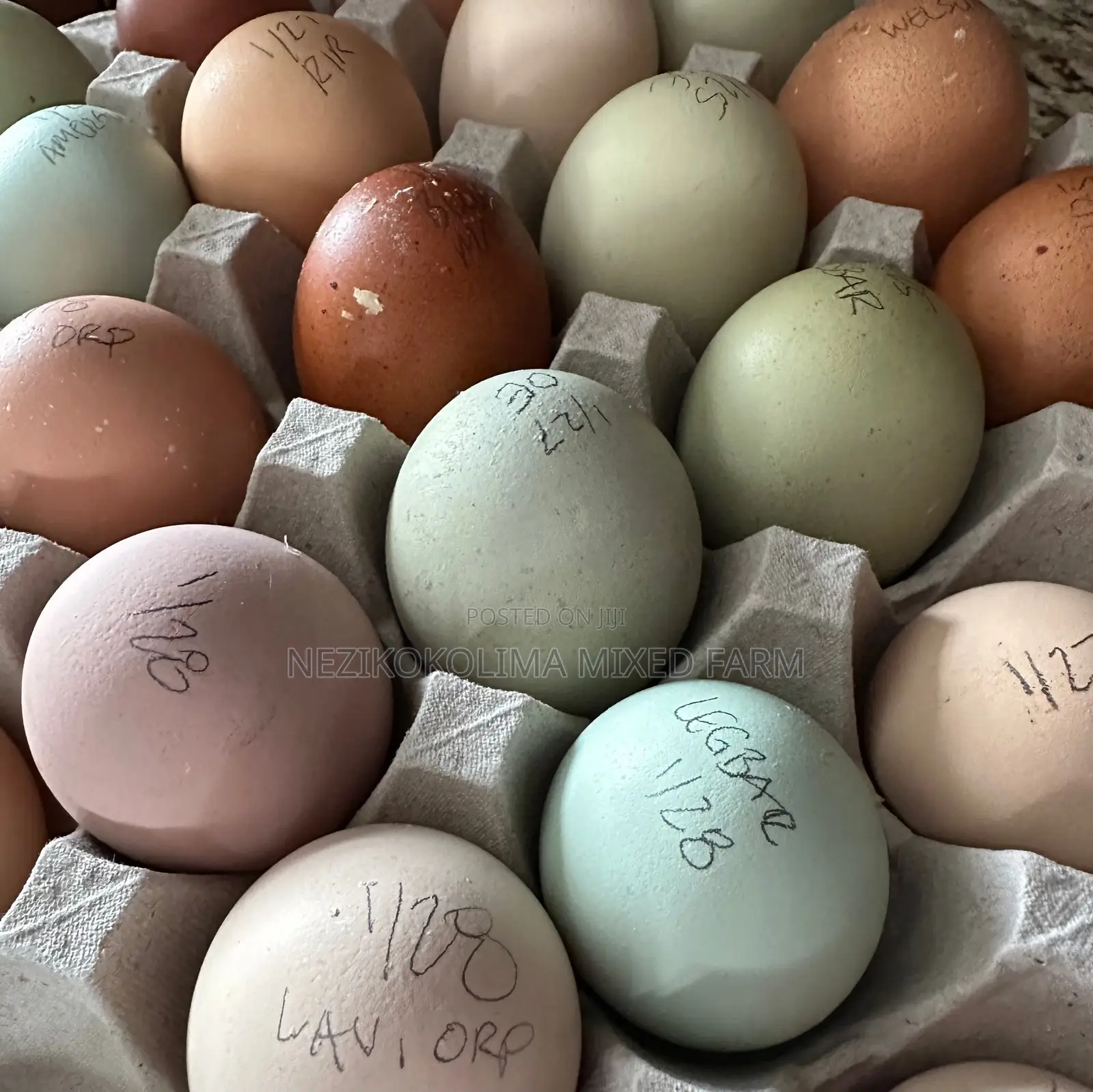 Local Breed Fertilized Eggs