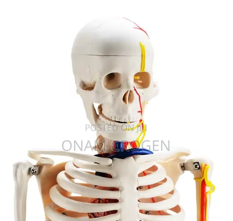 Human Skeleton 85cm