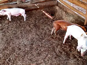 Two Months Old Piglets