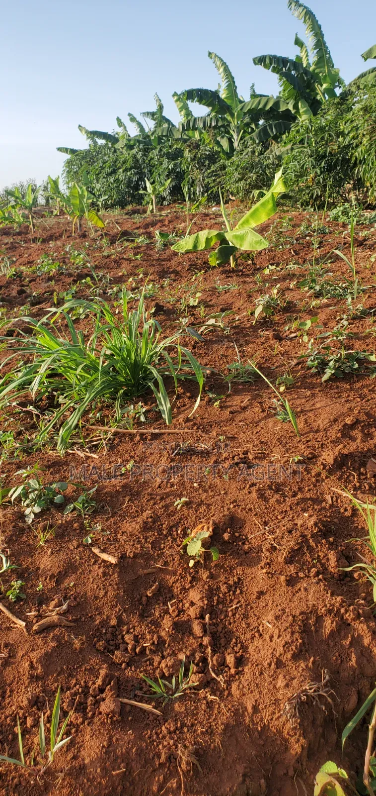 Land for Sell Masaka