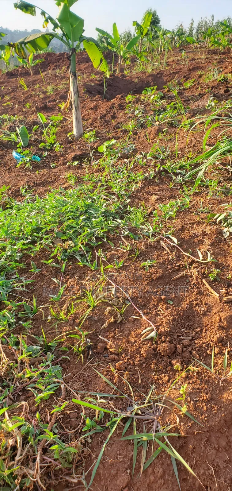 Land for Sell Masaka