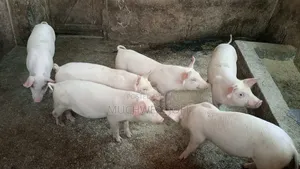Piglets on Sale