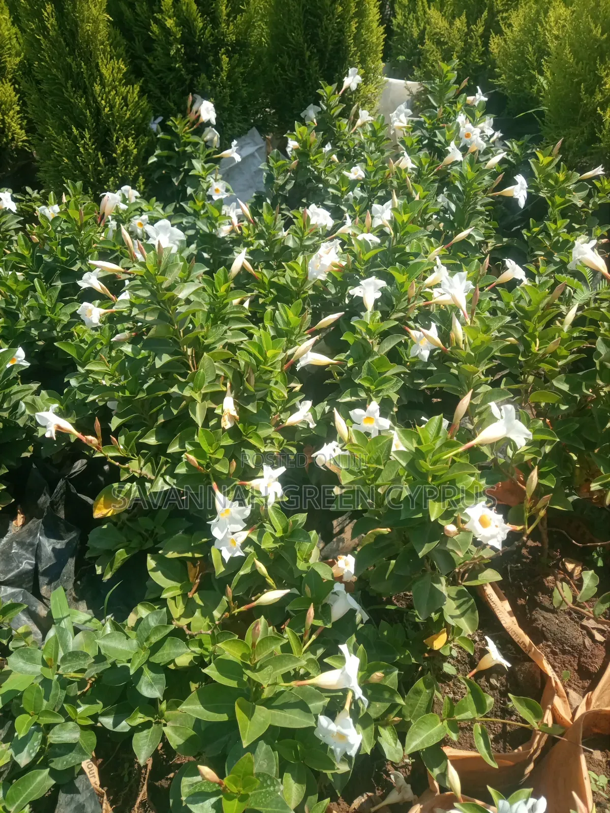 Madvilla White