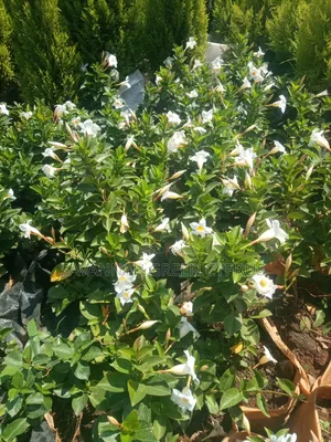 Madvilla White