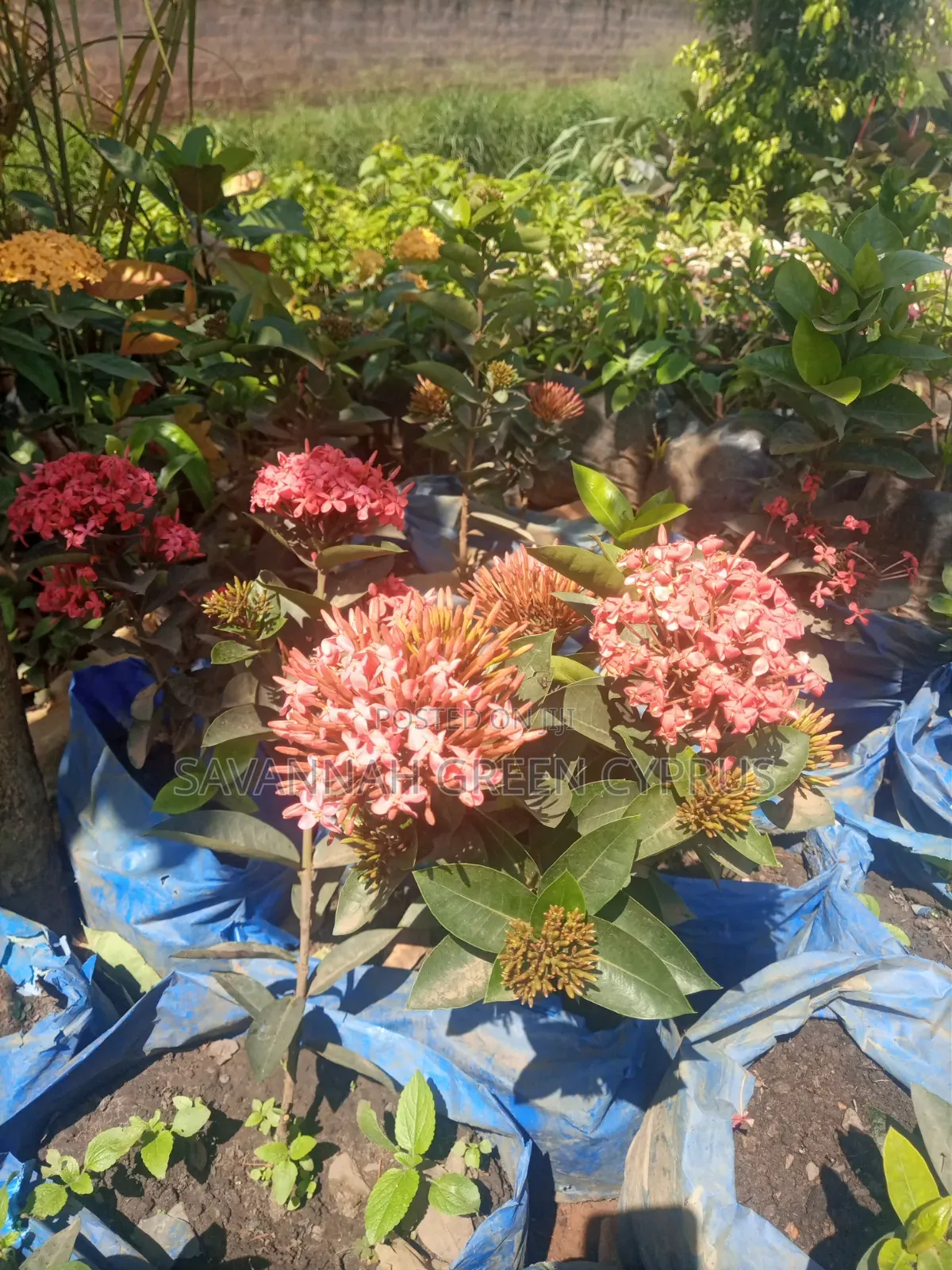 Aczola All Colors