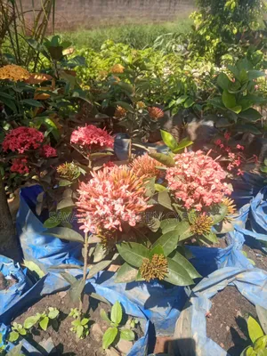 Aczola All Colors