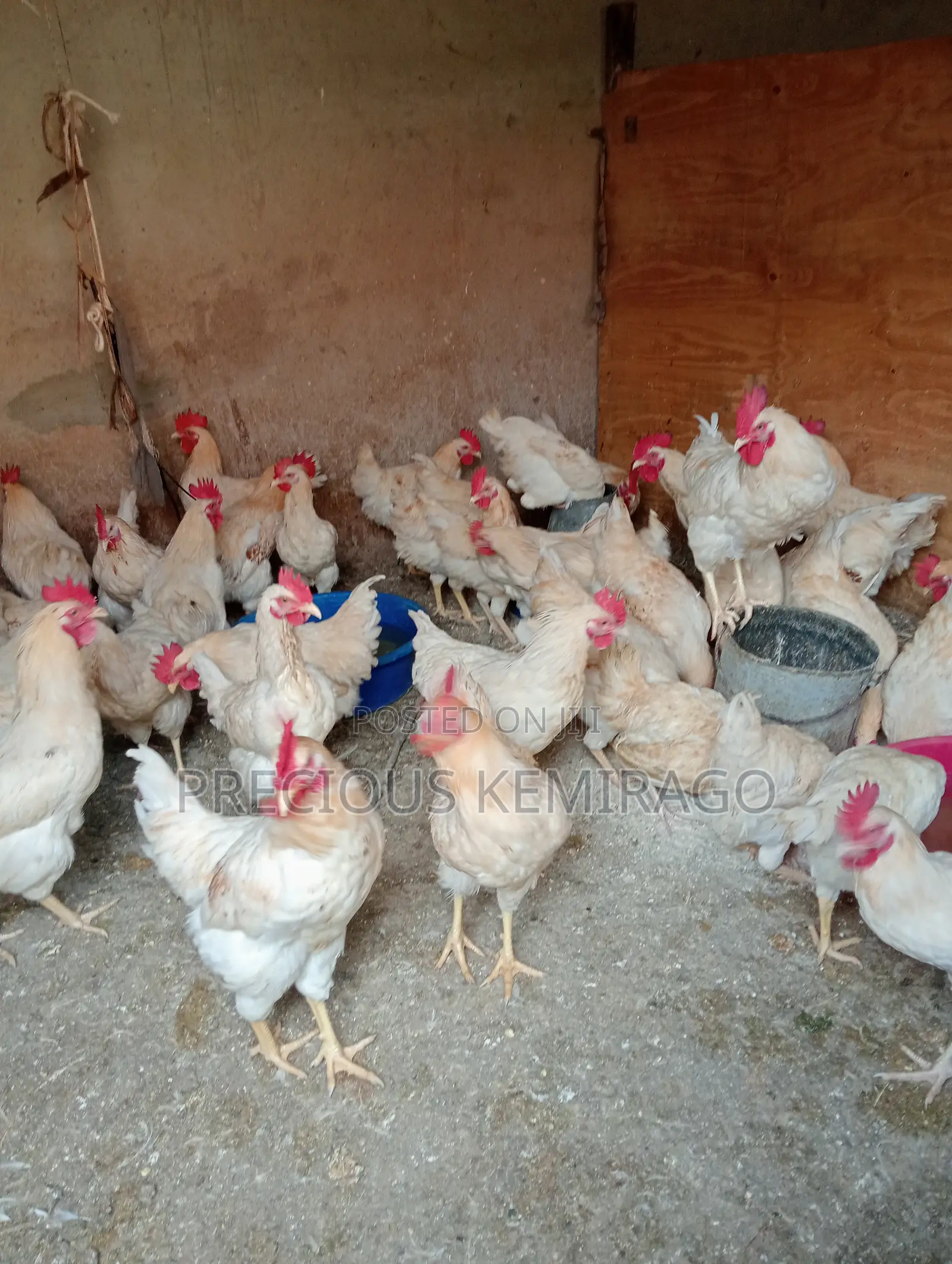Cocks Ready to Eat and Sell