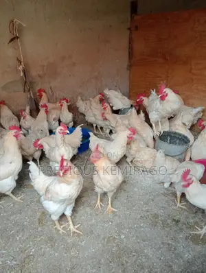 Cocks Ready to Eat and Sell