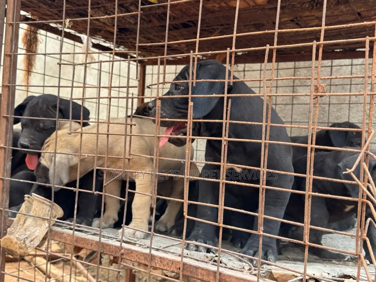1-3 months Male Purebred Boerboel