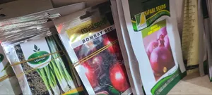 Tomato Rio Grande (Quality Seeds)