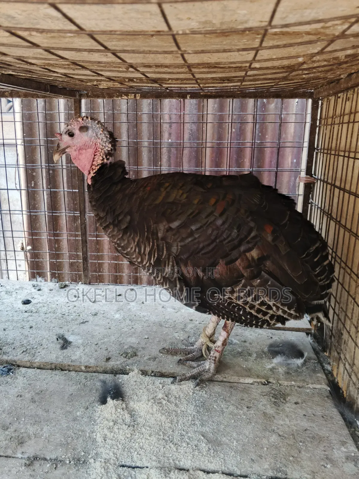 Laying Stage Female for Sale