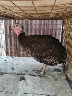 Laying Stage Female for Sale