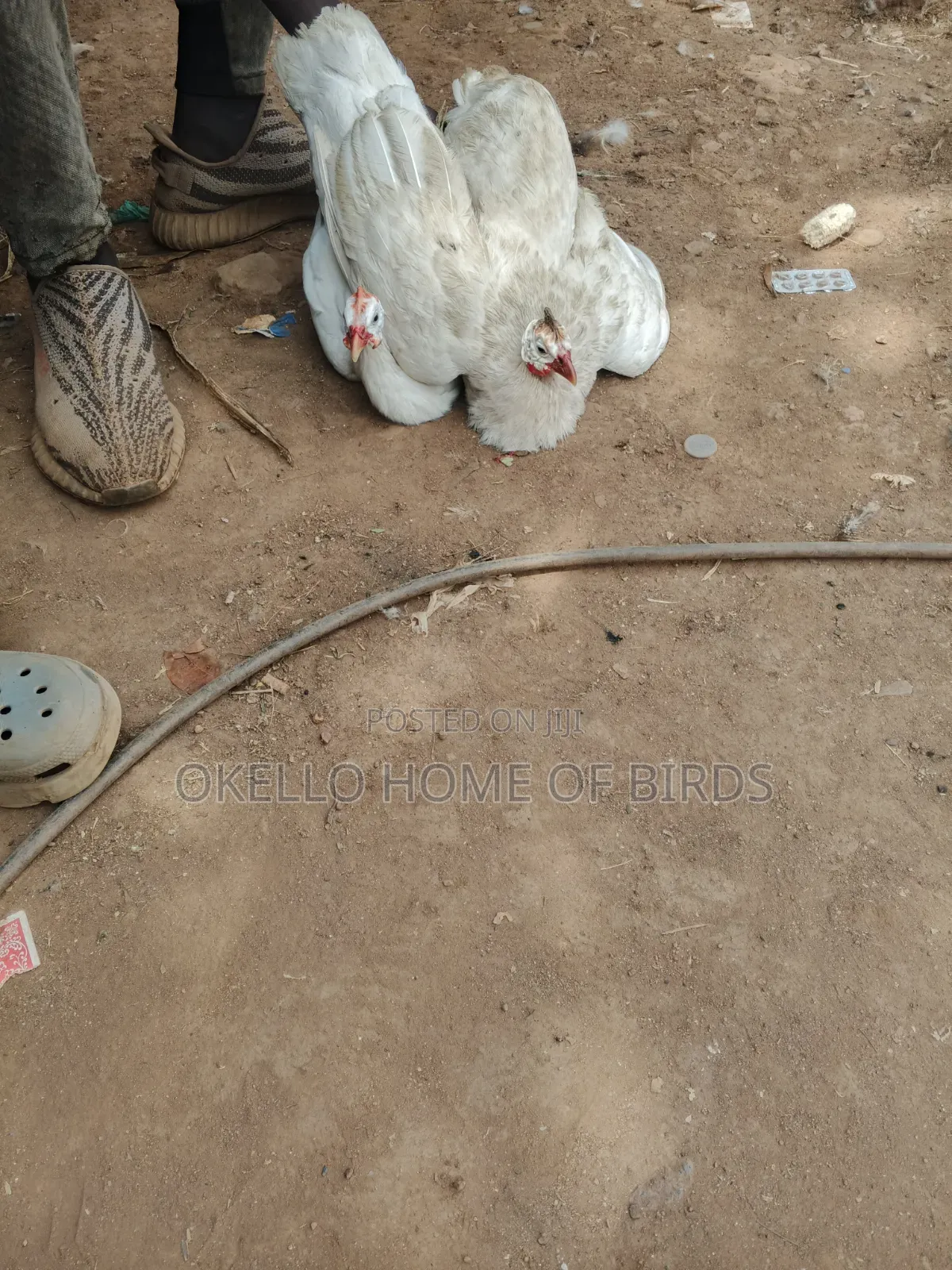 Pure White Guinea Fowlz for Sale
