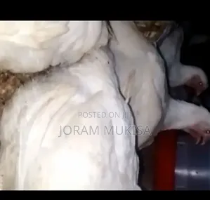 Fat Broilers.Fat Profits