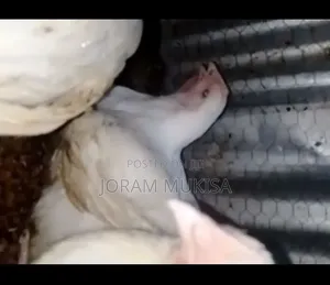 Fat Broilers.Fat Profits