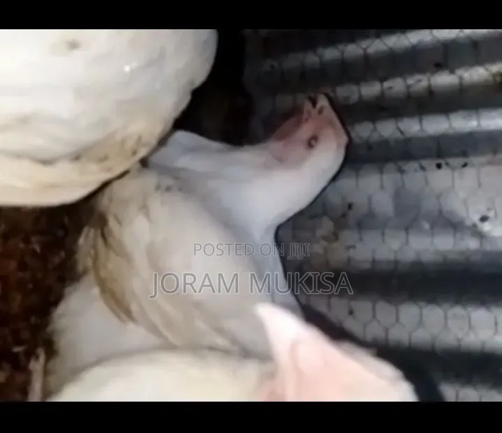 Fat Broilers.Fat Profits