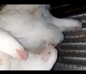 Fat Broilers.Fat Profits
