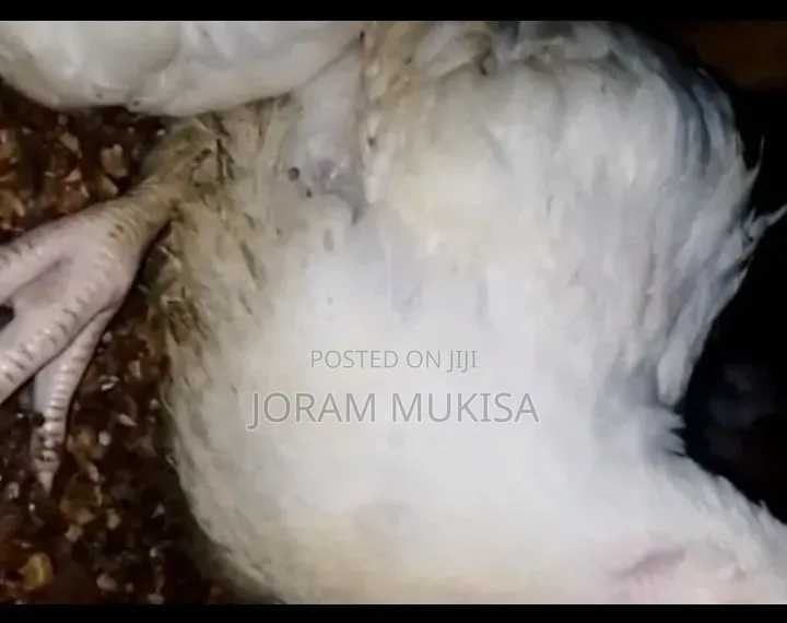 Fat Broilers.Fat Profits
