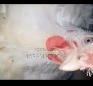 Fat Broilers.Fat Profits