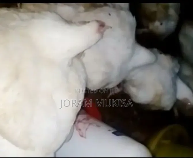 Fat Broilers.Fat Profits