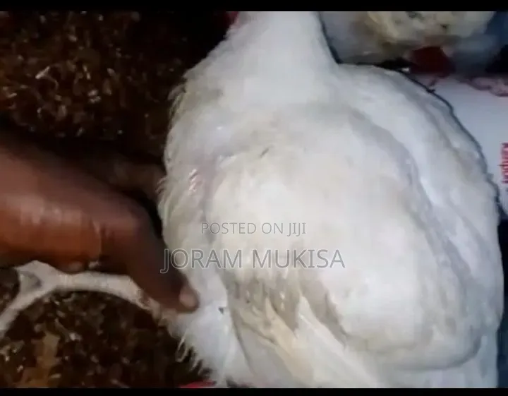 Fat Broilers.Fat Profits