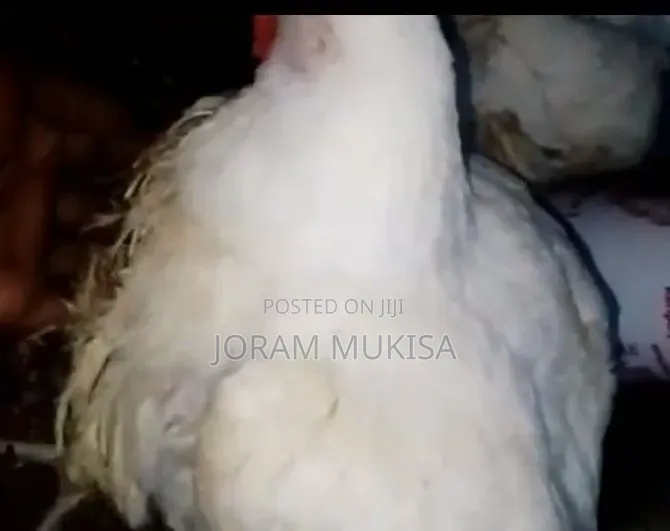 Fat Broilers.Fat Profits