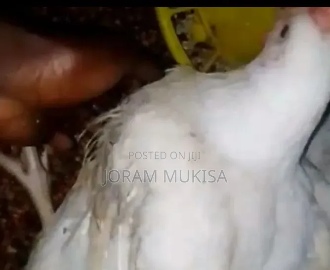 Fat Broilers.Fat Profits