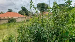 Quick Sale Plot in Nalya Behind Quality Super Market 12.5decimals