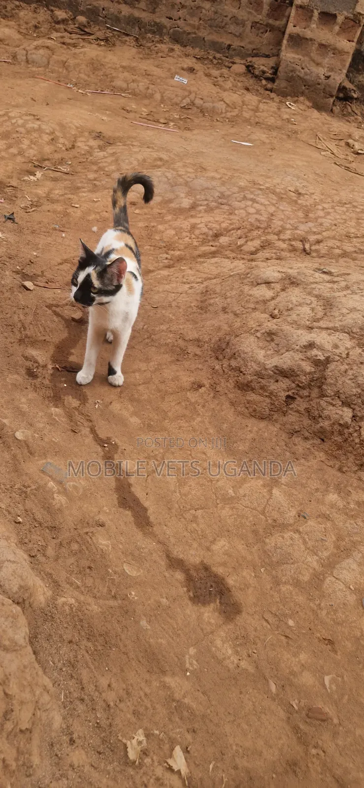 1-3 months Male Purebred Bombay