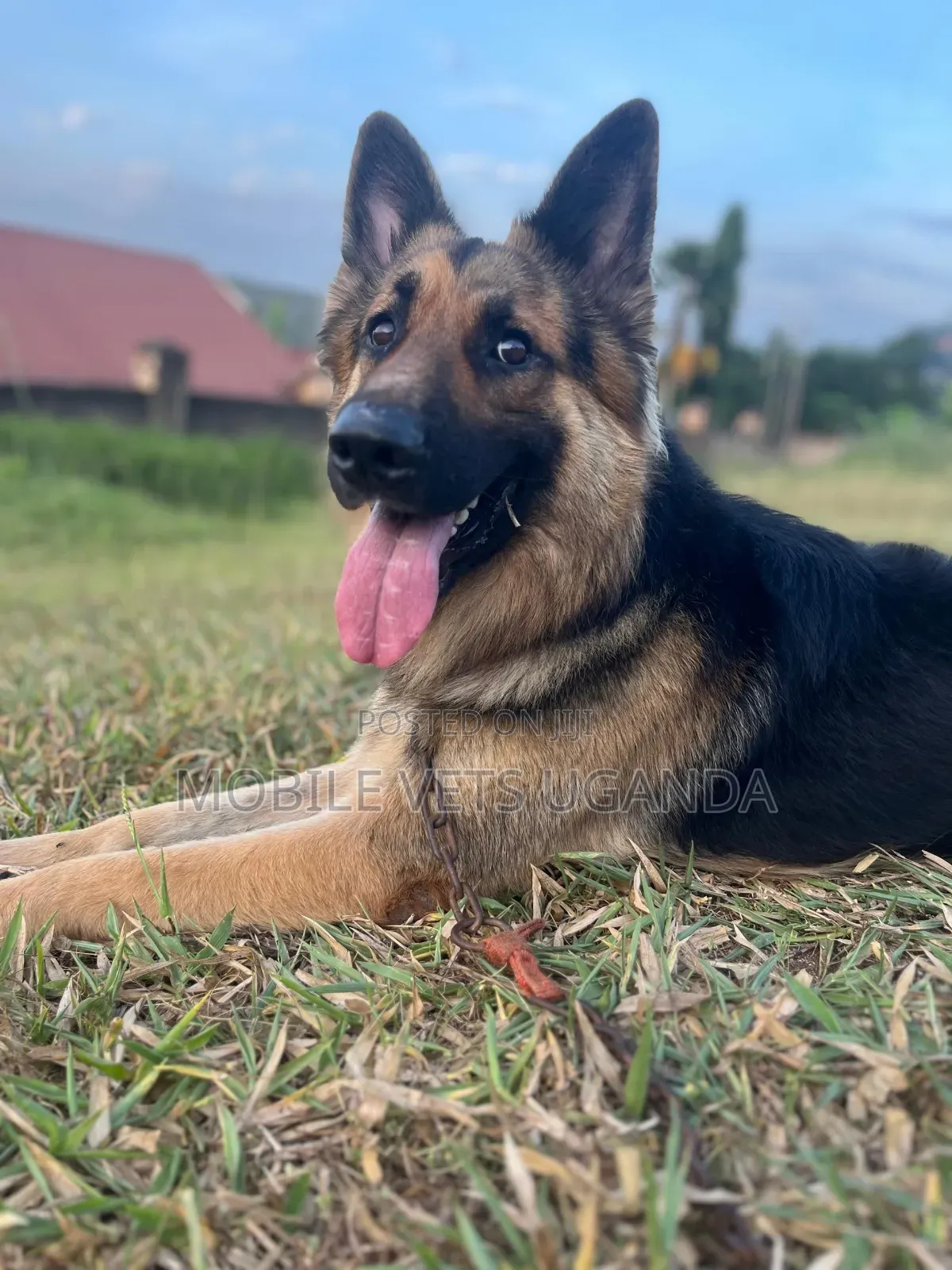6-12 months Male Purebred German Shepherd